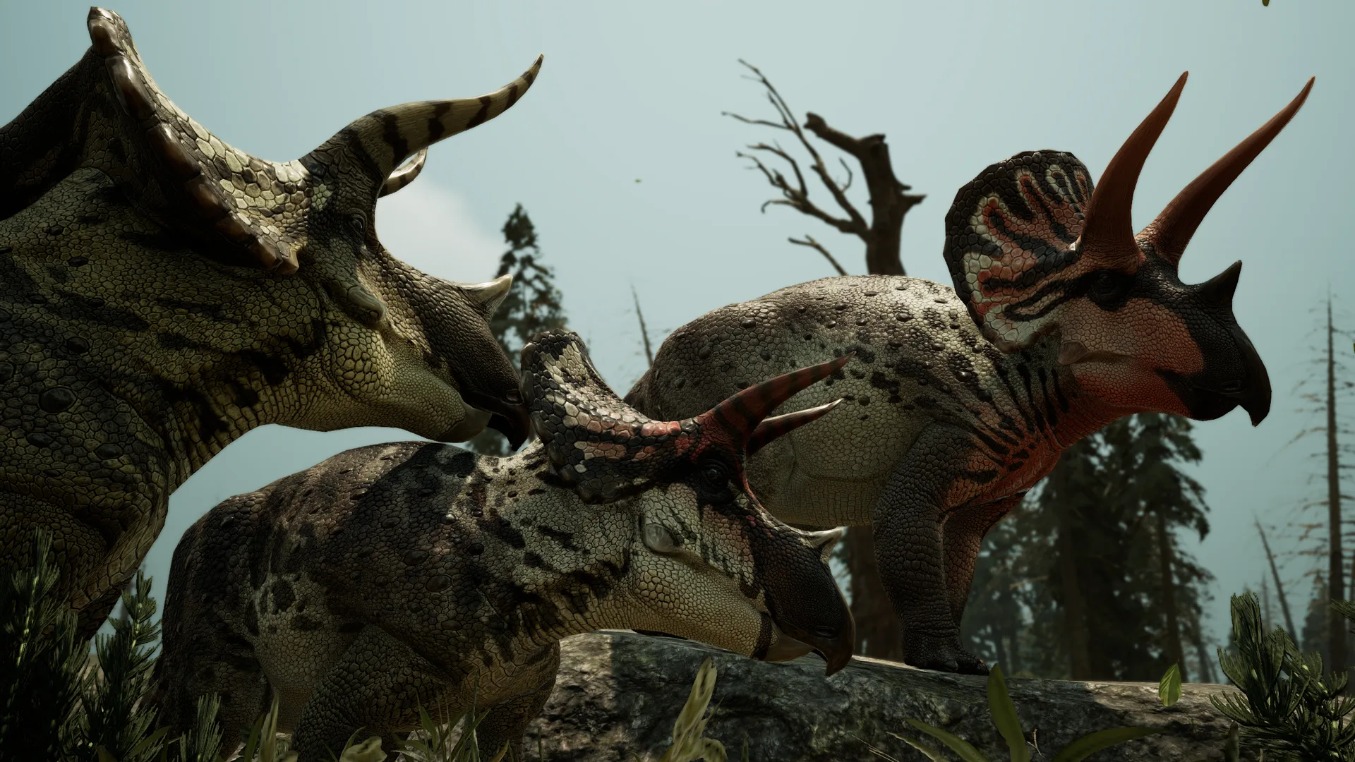 Eotriceratops on the Reserve